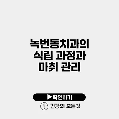 녹번동치과의 식립 과정과 마취 관리