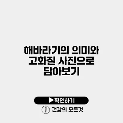 해바라기의 의미와 고화질 사진으로 담아보기