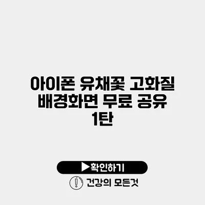아이폰 유채꽃 고화질 배경화면 무료 공유 1탄