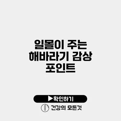 일몰이 주는 해바라기 감상 포인트